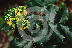 Yellow flowers Oregon Grape Plants among green glossy leaves