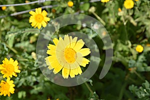 Yellow flowers outdoors green background photo