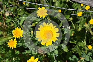 Yellow flowers outdoors green background photo