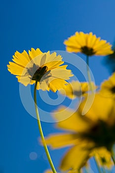 Yellow flowers over vivid blue sky