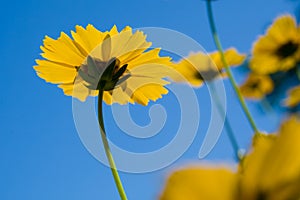 Yellow flowers over vivid blue sky