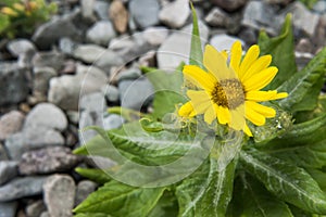 Yellow flowers at the pacific ocean coast