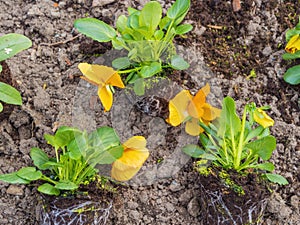 Yellow flowers - pansies, Viola tricolor, flower seedlings, spring work in the garden, park, floriculture.