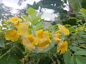 Yellow Flowers are part of the plant. Flowers generally have stems and petals, and have striking colors.