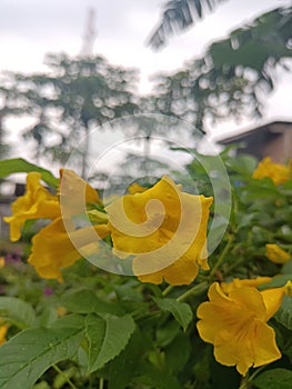 Yellow Flowers are part of the plant. Flowers generally have stems and petals, and have striking colors.