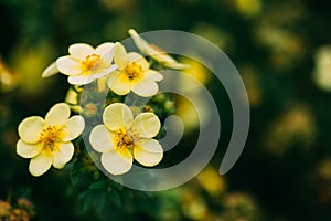 Yellow Flowers Of Pentaphylloides Fruticosa L. O. Schwarz Hach