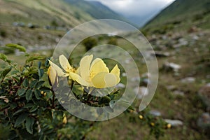 Yellow Flowers of a Persian rose (Rosa foetida) in mountains Kyrgzstan