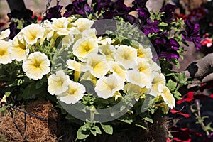 Yellow flowers of Petunia Grandiflora plant in garden