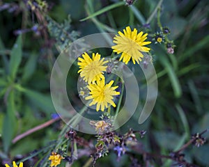 Yellow flowers of the Picris hieracioides plant with a dark green blurred background