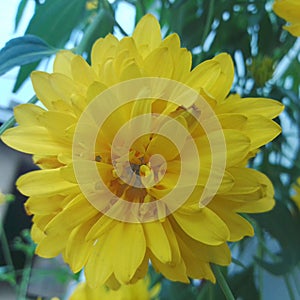 Yellow flowers on the plant