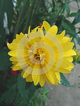 Yellow flowers on the plant