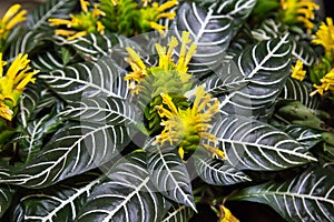 Yellow flowers of the plant Aphelandra Squarrosa Dania on a background of green leaves with a beautiful pattern. Selective focus.