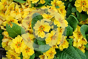 Yellow flowers of primrose plants blooming in a home garden as a background, springtime in the Pacific Northwest