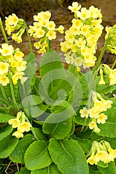 Yellow flowers primula veris