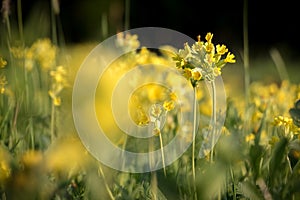 Yellow flowers of Primula veris commonly known as cowslip