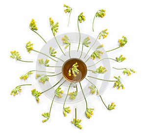 Yellow flowers Primula veris ( cowslip, petrella, herb peter, paigle, peggle, key flower, Primula officinalis Hill )
