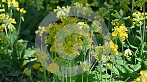 Yellow flowers of Primula veris, the cowslip. Spring bloom. Floral background. common cowslip