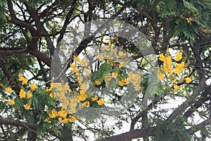 Yellow flowers in Quinta da Boa Vista public park photo