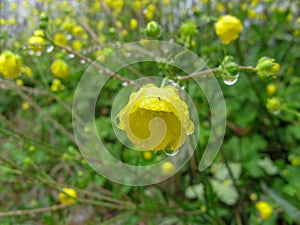 Yellow Flowers on rain Iran, Gilan, Rasht photo