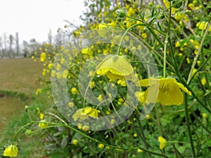 Yellow Flowers on rain Iran, Gilan, Rasht photo