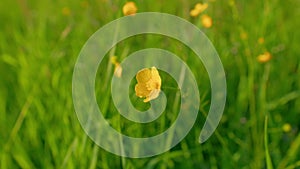 Yellow flowers of ranunculus acris. Buttercup yellow flowers in meadow on green grass background. Static.