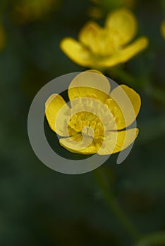 Ranunculus bulbosus in bloom