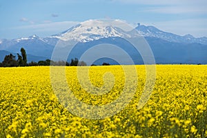 Yellow flowers of a rapeseed or canola field