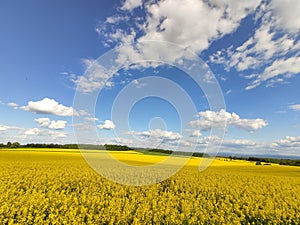 Yellow flowers rapeseed field in spring
