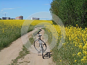 Yellow flowers rapeseed field spring landscape and bike on a road blue sky solar background