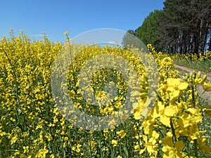 Yellow flowers rapeseed field spring landscape blue sky solar background