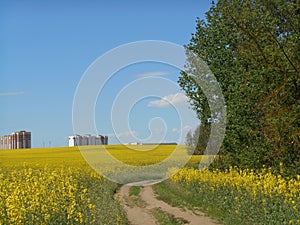 Yellow flowers rapeseed field spring landscape and road blue sky solar background
