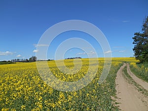 Yellow flowers rapeseed field spring rural landscape and road blue sky solar background