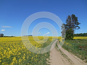 Yellow flowers rapeseed field spring rural landscape and road blue sky solar background