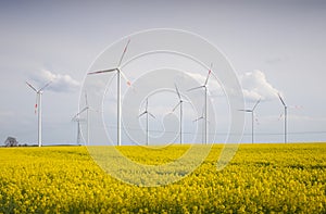 Yellow flowers in a rapeseed field and wind turbines