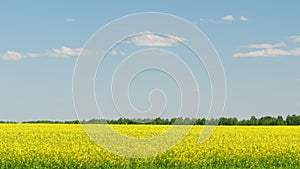 Yellow flowers of rapeseed plant in field. Panorama.