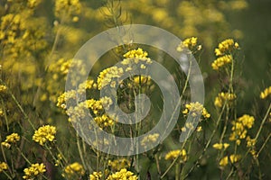 Yellow flowers of rapeseed weed along the side of dikes in the Netherlands. photo
