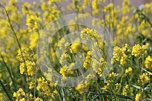 Yellow flowers of rapeseed weed along the side of dikes in the Netherlands. photo