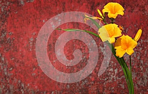 Yellow flowers of Reblooming Daylily on old rusty red painted metal bakcgound