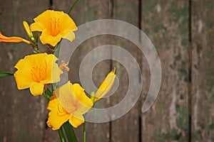 Yellow flowers of Reblooming Daylily on old vintage wooden background