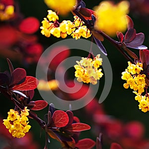 Yellow flowers and red leaves of barberry in the spring garden. Spring summer natural background.