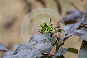 yellow flowers and red leaves of a mahonia japonica bush photo