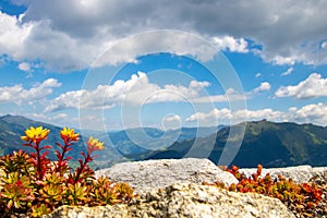 Yellow flowers with red stem and the austrian alps in the back `Zillertal` valley, blue sky with white clouds