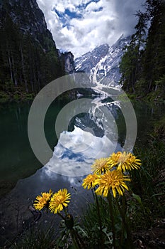 Yellow Flowers with reflections in the water at Lake Braies in the Dolomites, near Cortina D`Ampezzo