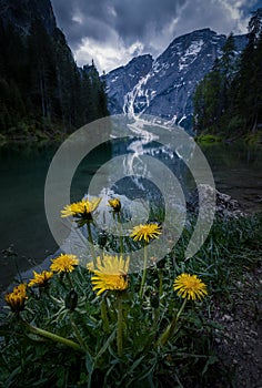 Yellow Flowers with reflections in the water at Lake Braies in the Dolomites, near Cortina D`Ampezzo