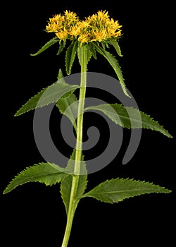 Yellow flowers of rhodiola rosea, isolated on black background