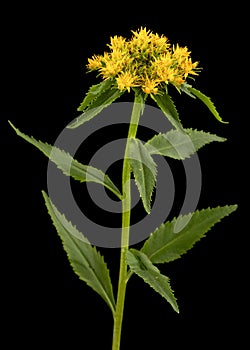 Yellow flowers of rhodiola rosea, isolated on black background