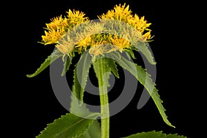 Yellow flowers of rhodiola rosea, isolated on black background