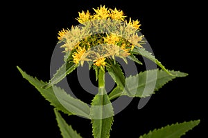 Yellow flowers of rhodiola rosea, isolated on black background