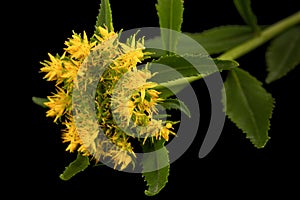 Yellow flowers of rhodiola rosea, isolated on black background