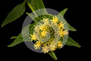 Yellow flowers of rhodiola rosea, isolated on black background